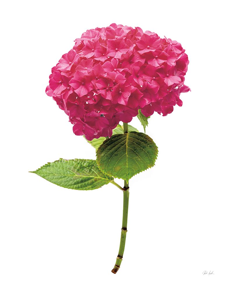 Providence Hydrangea II art print by Deborah Revell for $57.95 CAD