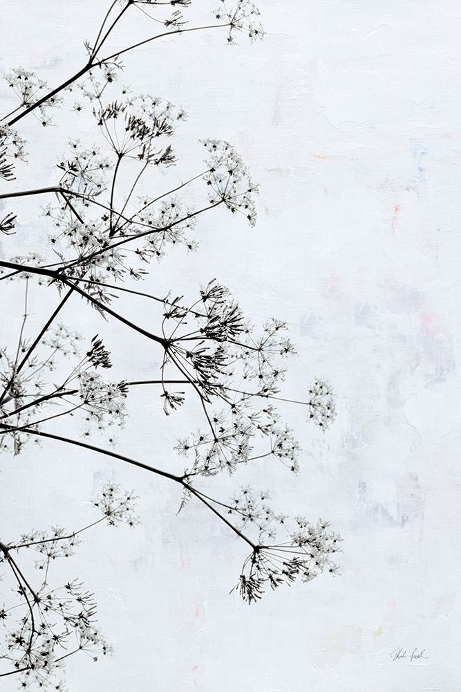Queen Annes Lace II art print by Deborah Revell for $57.95 CAD