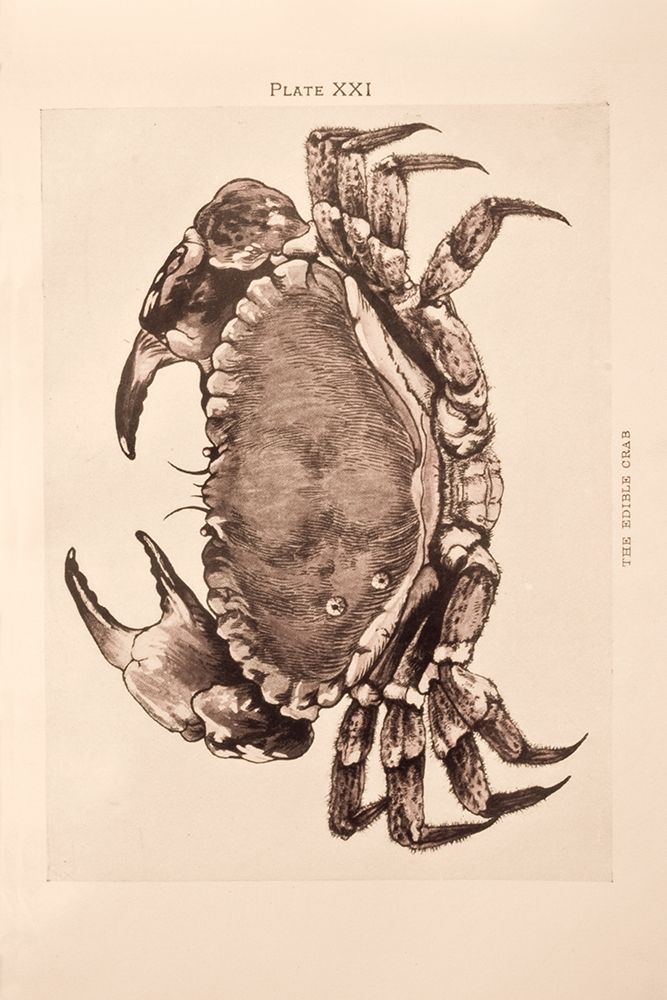 Vintage Crab art print by Deborah Revell for $57.95 CAD