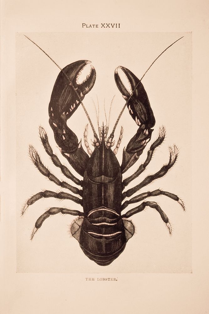 Vintage Lobster art print by Deborah Revell for $57.95 CAD