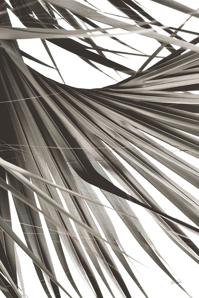 Sepia Palm art print by Deborah Revell for $57.95 CAD