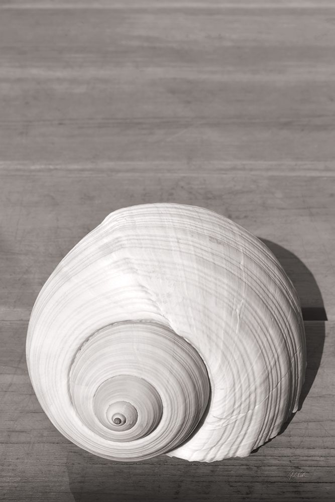 Sepia Shell art print by Deborah Revell for $57.95 CAD