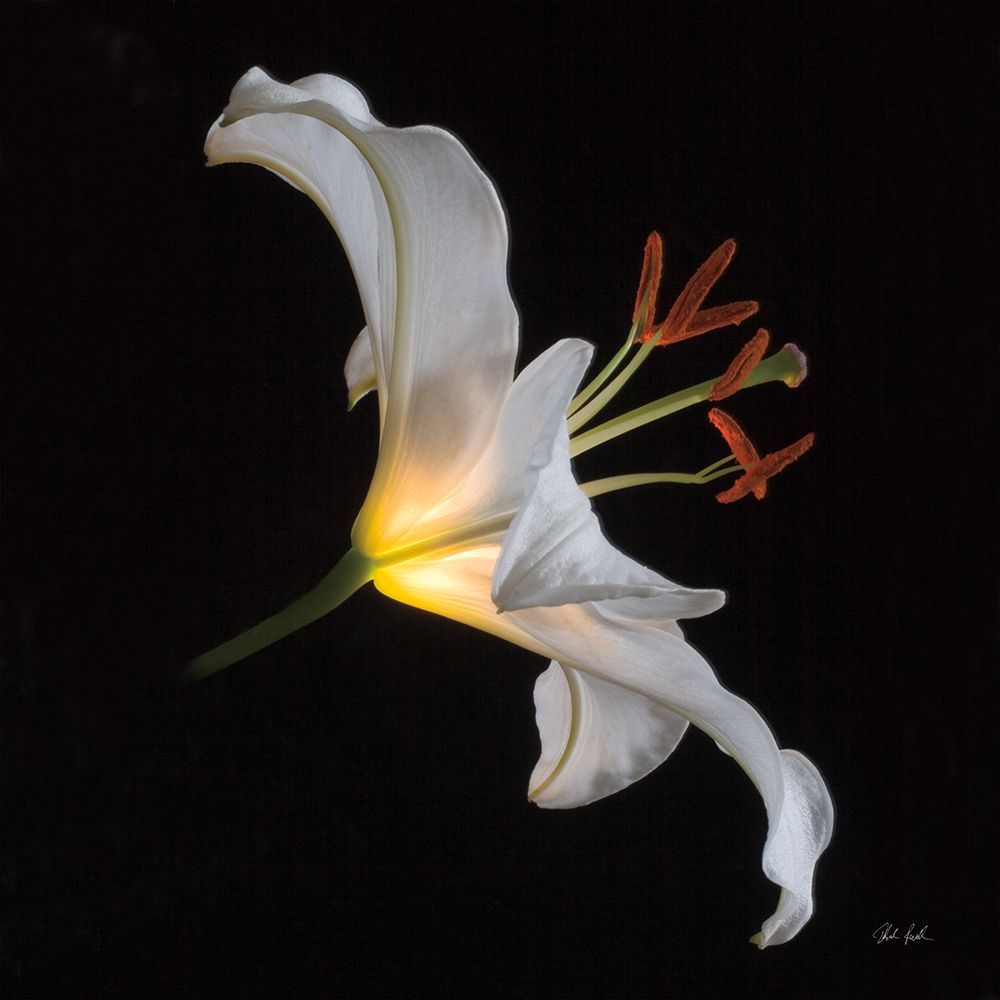 Lily Light Square art print by Deborah Revell for $57.95 CAD