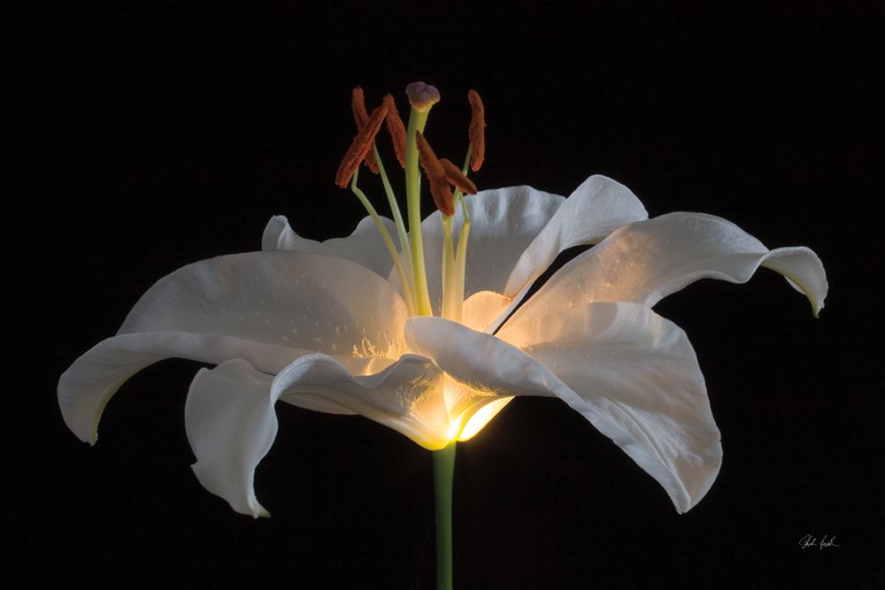 Lily Light art print by Deborah Revell for $57.95 CAD