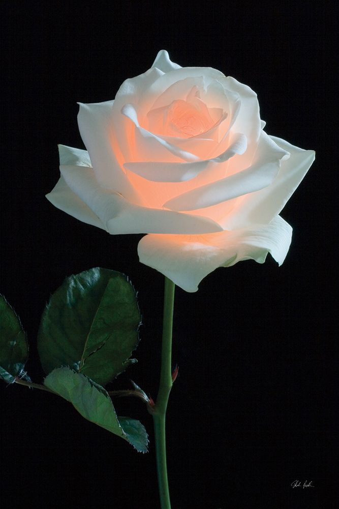 Rose Light art print by Deborah Revell for $57.95 CAD