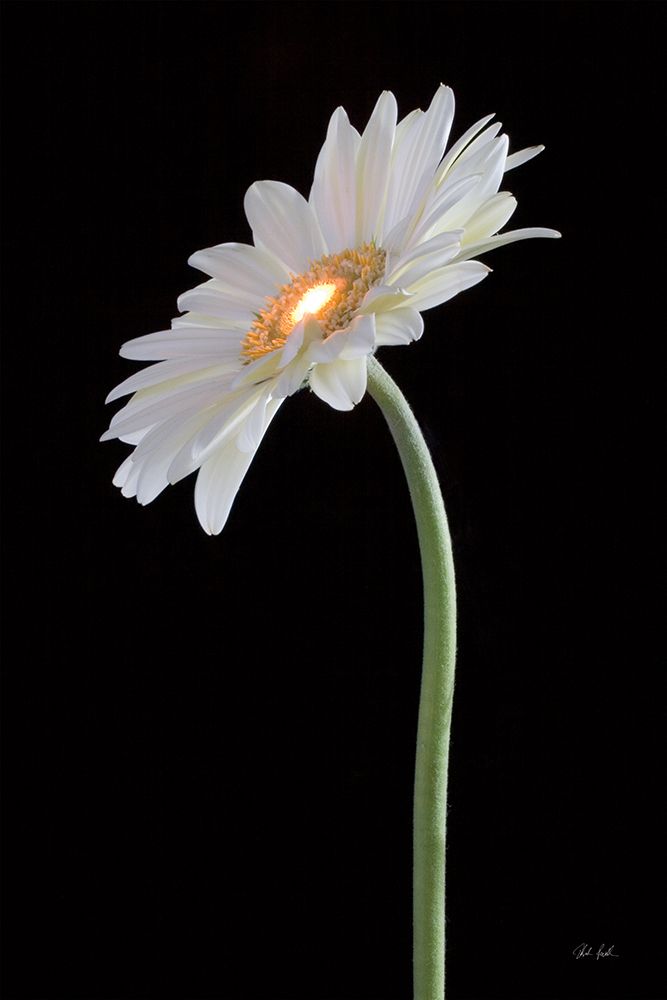 White Gerber Light art print by Deborah Revell for $57.95 CAD