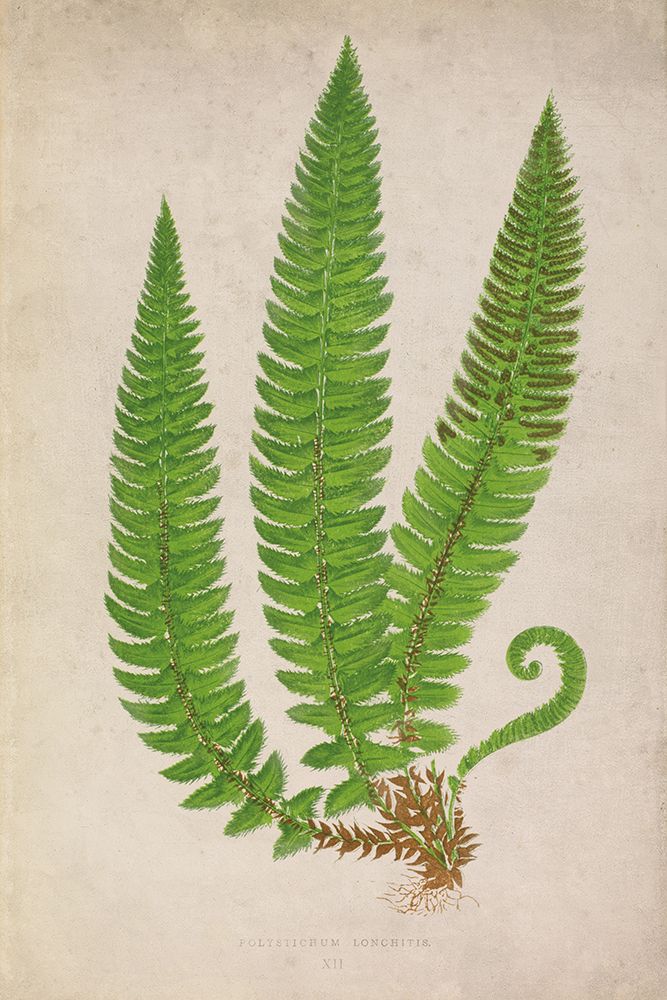 Forest Fern I art print by Deborah Revell for $57.95 CAD