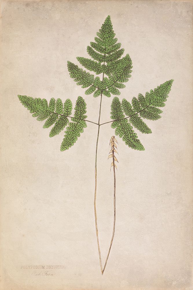 Forest Fern II art print by Deborah Revell for $57.95 CAD