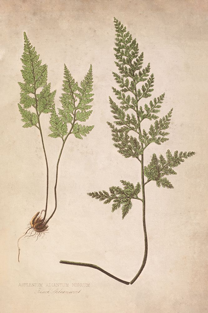 Forest Fern III art print by Deborah Revell for $57.95 CAD
