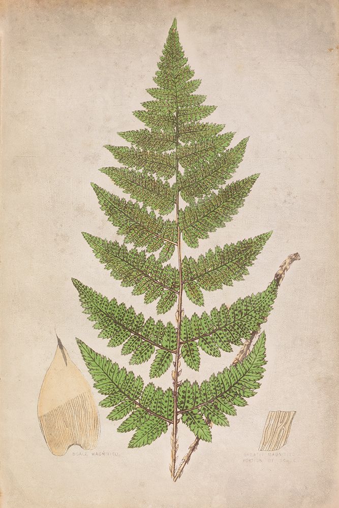 Forest Fern IV art print by Deborah Revell for $57.95 CAD