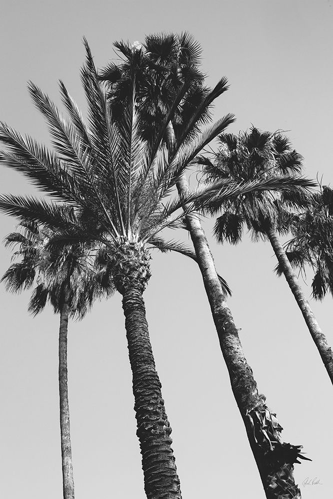Pink Palms II BW art print by Deborah Revell for $57.95 CAD