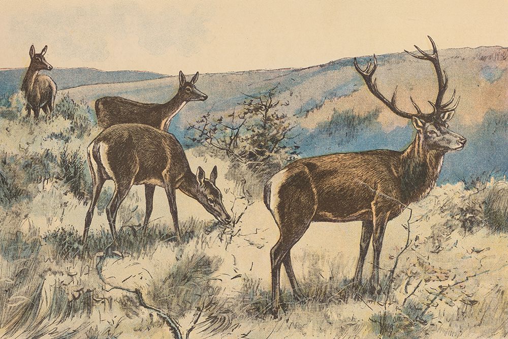 Stag in the Wild art print by Wild Apple Portfolio for $57.95 CAD