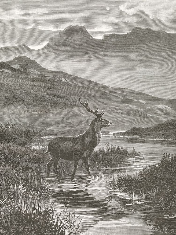 Vintage Stag art print by Wild Apple Portfolio for $57.95 CAD