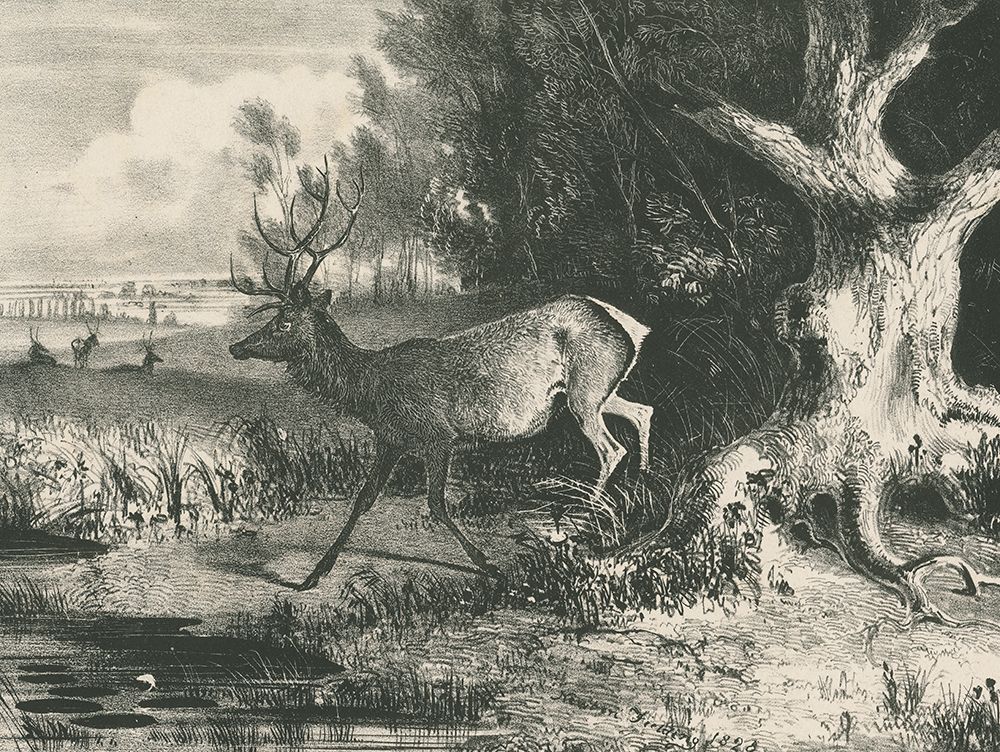 Forest Stag art print by Wild Apple Portfolio for $57.95 CAD