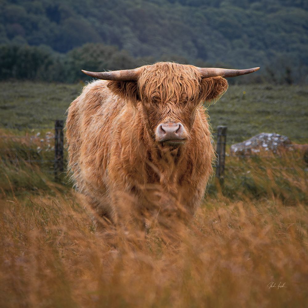 Happy Highland art print by Deborah Revell for $57.95 CAD