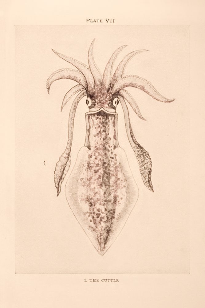 Cuttle Fish art print by Deborah Revell for $57.95 CAD