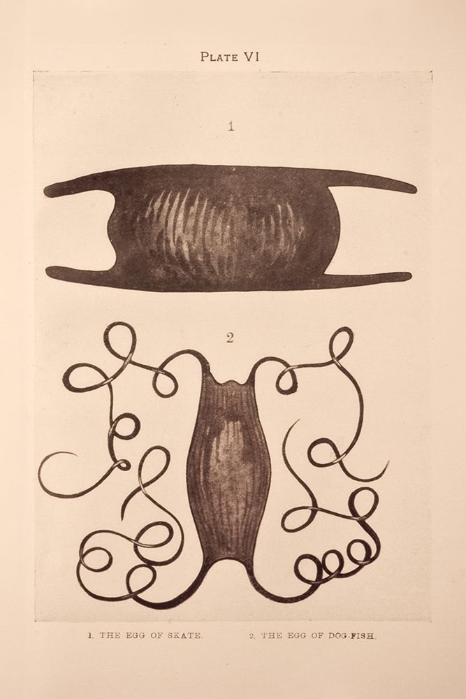 Mermaid Purse art print by Deborah Revell for $57.95 CAD