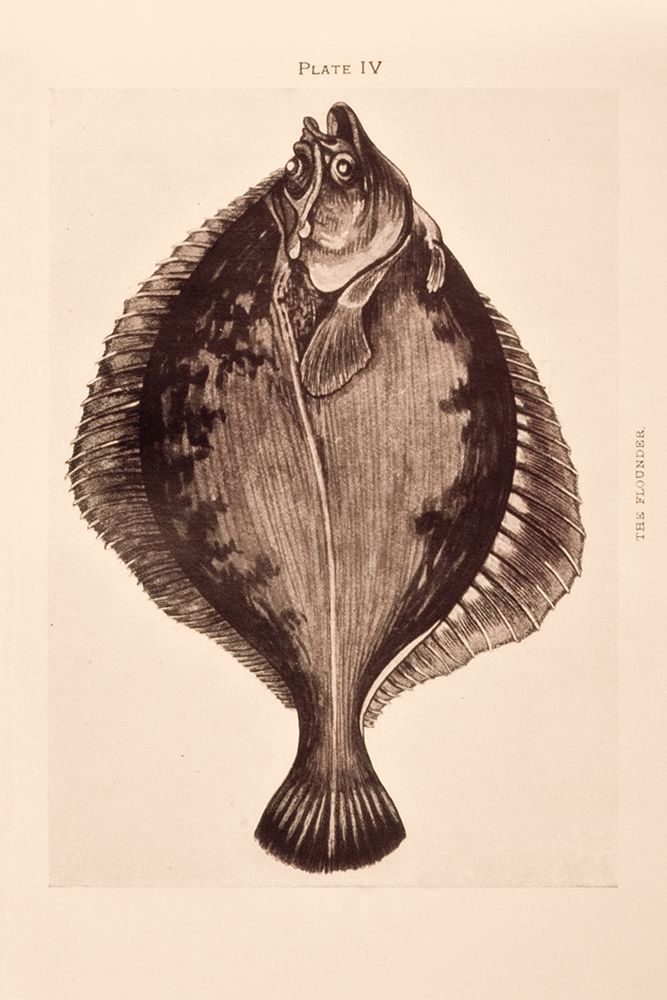 The Flounder art print by Deborah Revell for $57.95 CAD