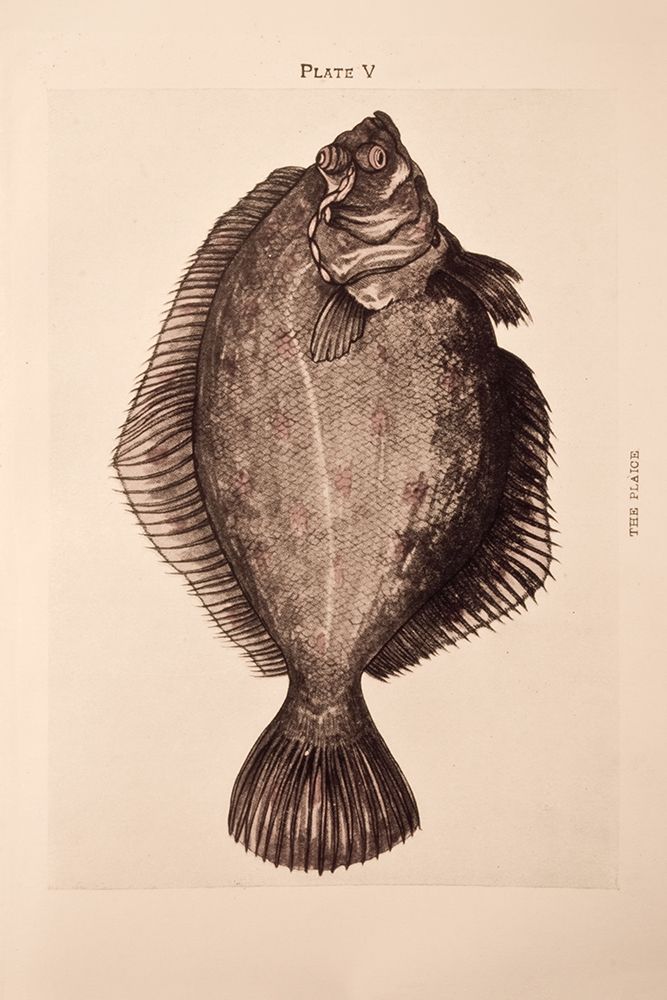 The Plaice art print by Deborah Revell for $57.95 CAD