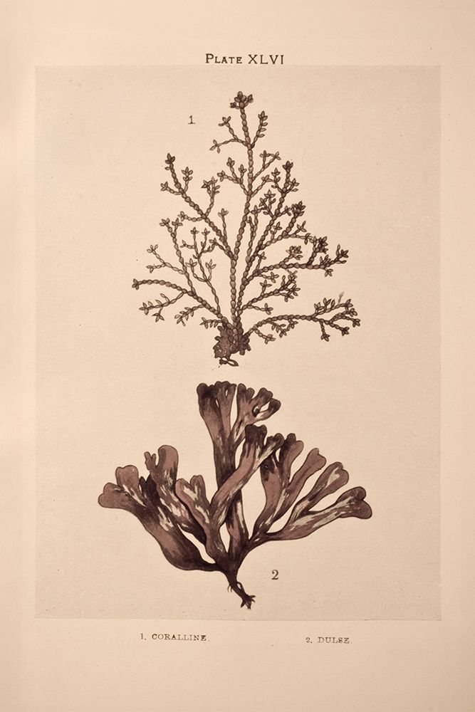 Seaweed I art print by Deborah Revell for $57.95 CAD