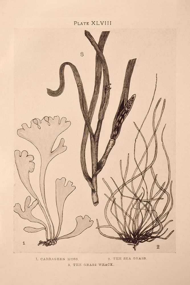 Seaweed II art print by Deborah Revell for $57.95 CAD