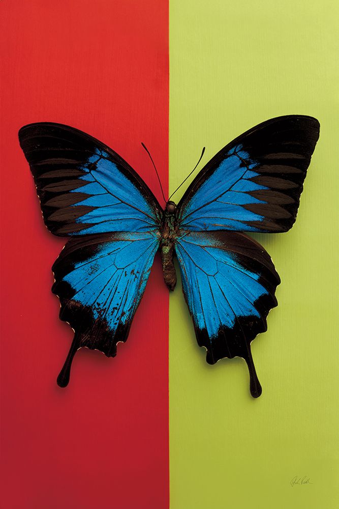 Chromatic Butterfly I art print by Deborah Revell for $57.95 CAD