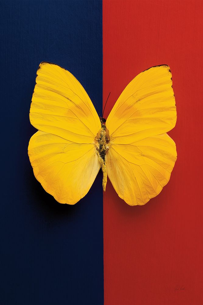 Chromatic Butterfly II art print by Deborah Revell for $57.95 CAD