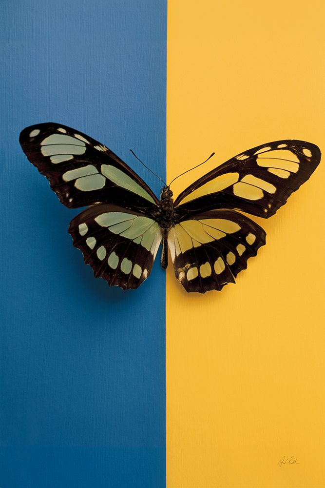 Chromatic Butterfly III art print by Deborah Revell for $57.95 CAD