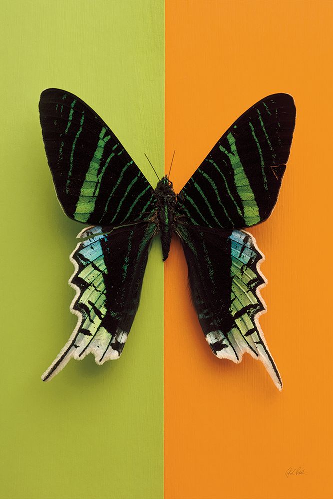 Chromatic Butterfly IV art print by Deborah Revell for $57.95 CAD