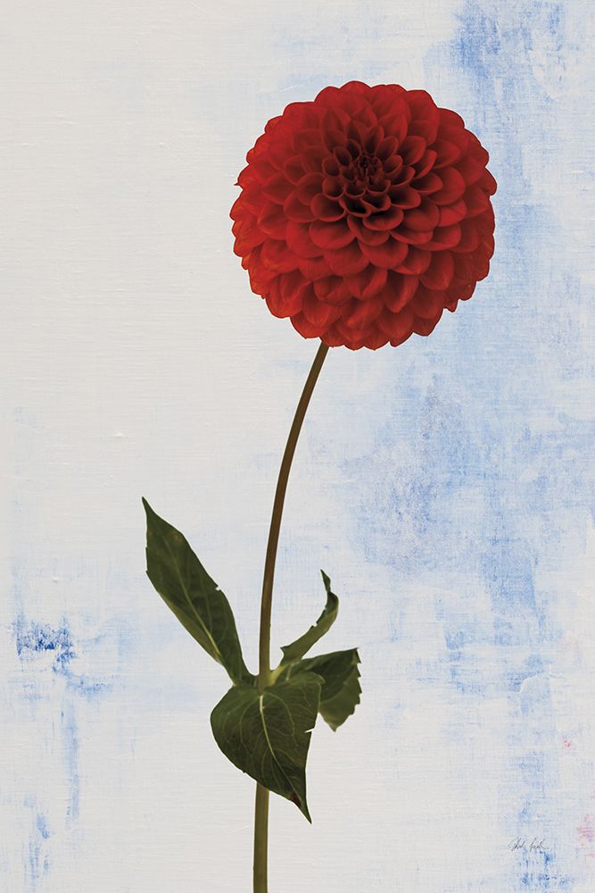 Dahlia I art print by Deborah Revell for $57.95 CAD