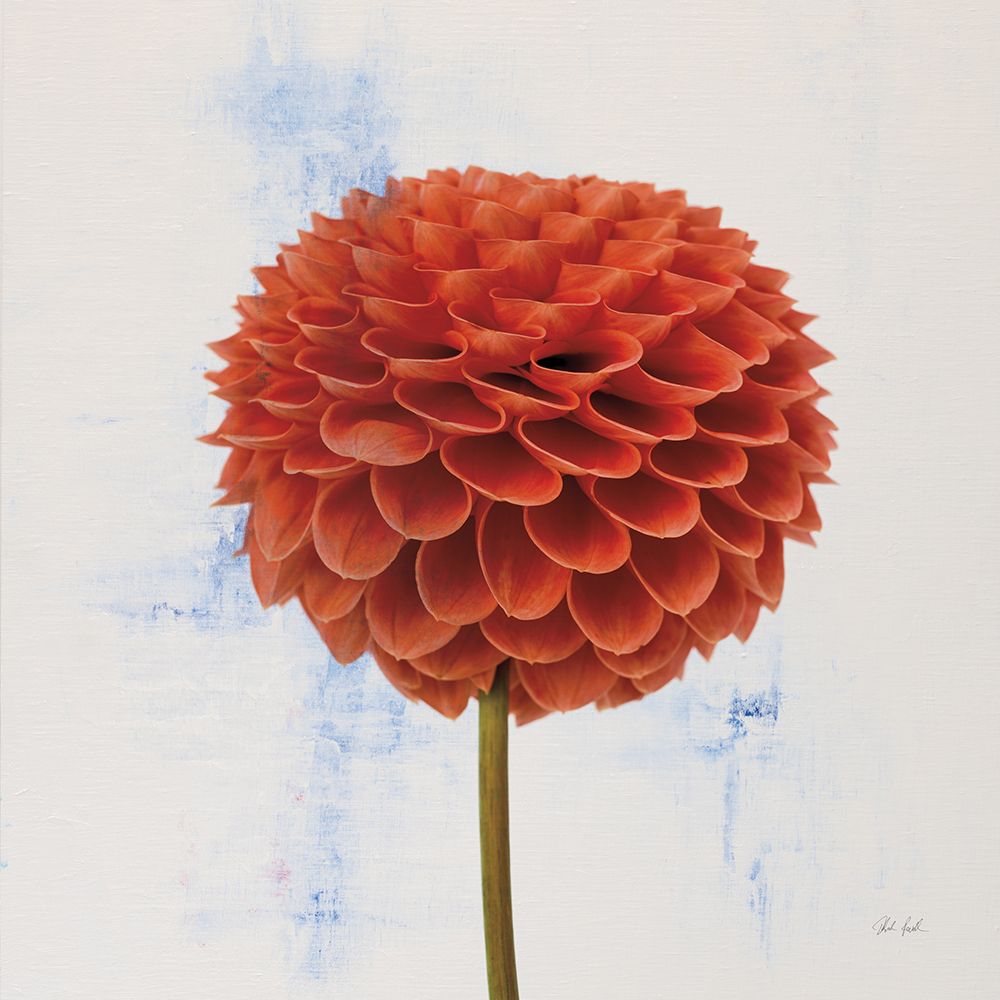 Dahlia II art print by Deborah Revell for $57.95 CAD
