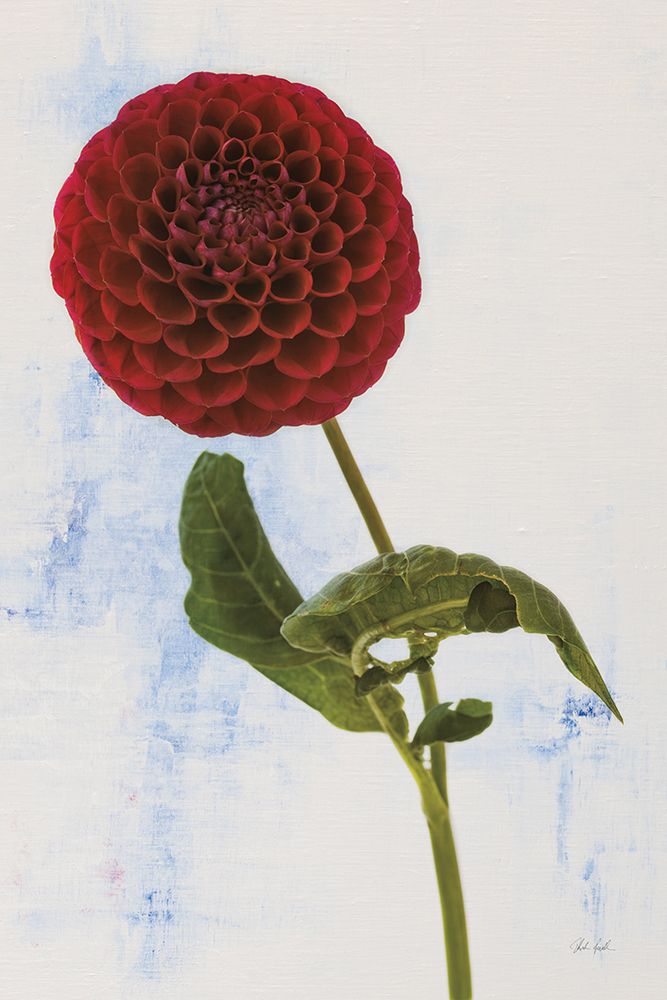 Dahlia III art print by Deborah Revell for $57.95 CAD