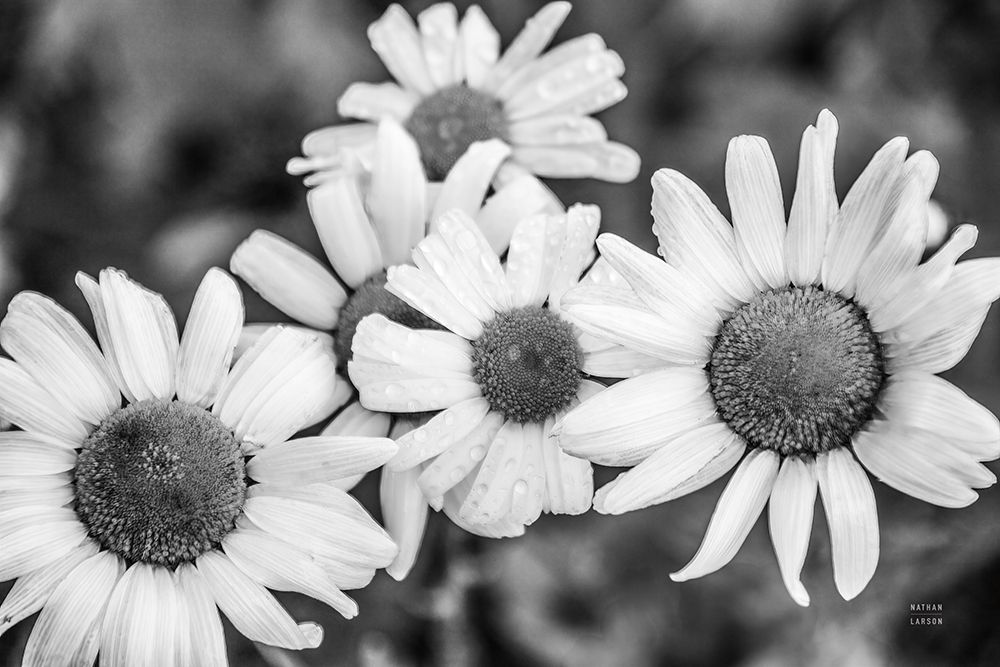 Flower Morning art print by Nathan Larson for $57.95 CAD