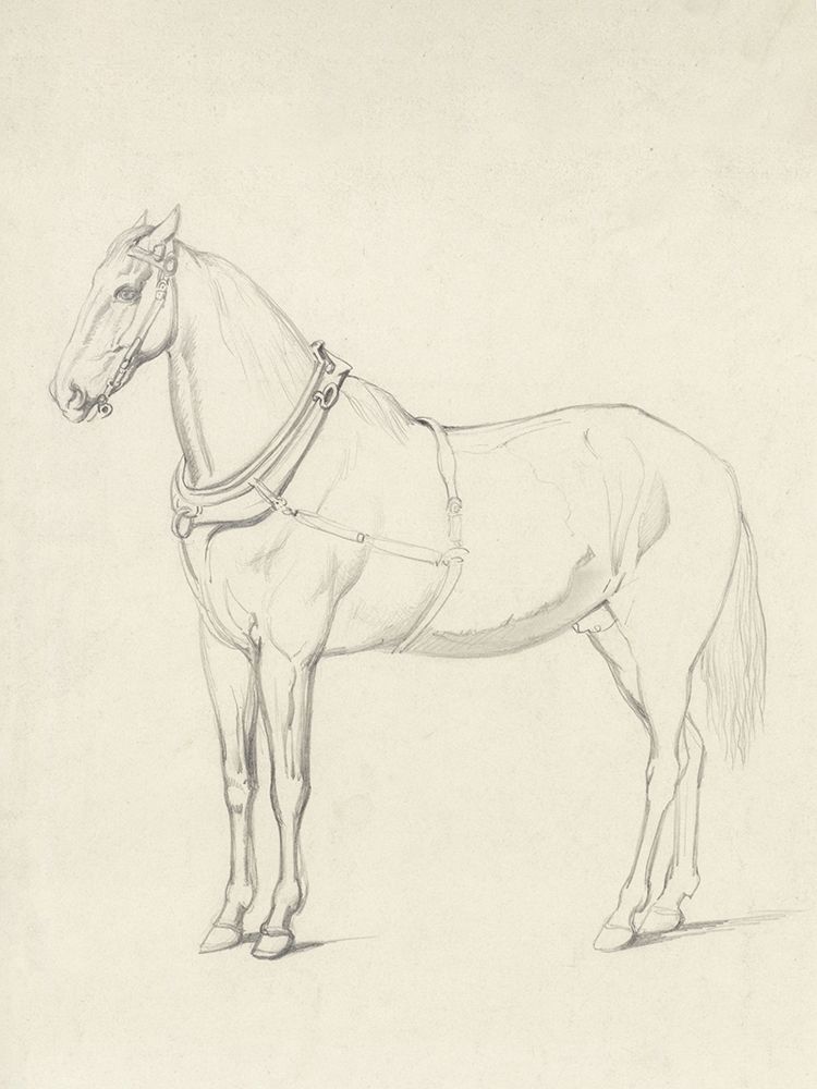 Horse Standing to the Left art print by Public Domain for $57.95 CAD