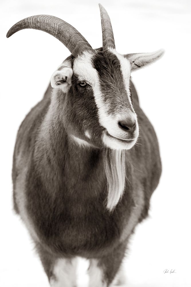 Billy Goats Gruff I art print by Deborah Revell for $57.95 CAD
