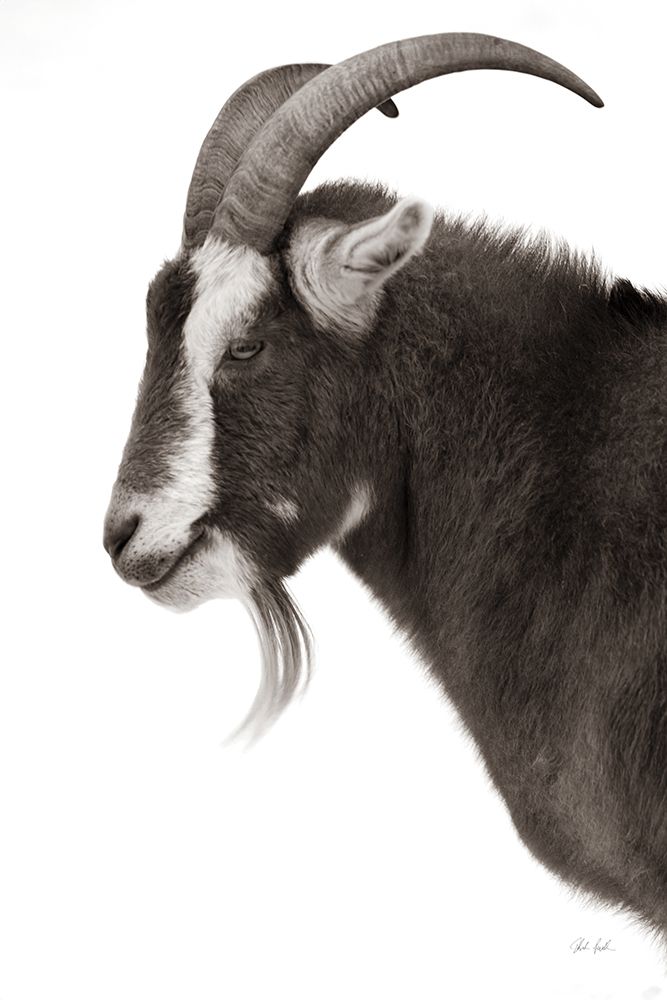 Billy Goats Gruff II art print by Deborah Revell for $57.95 CAD