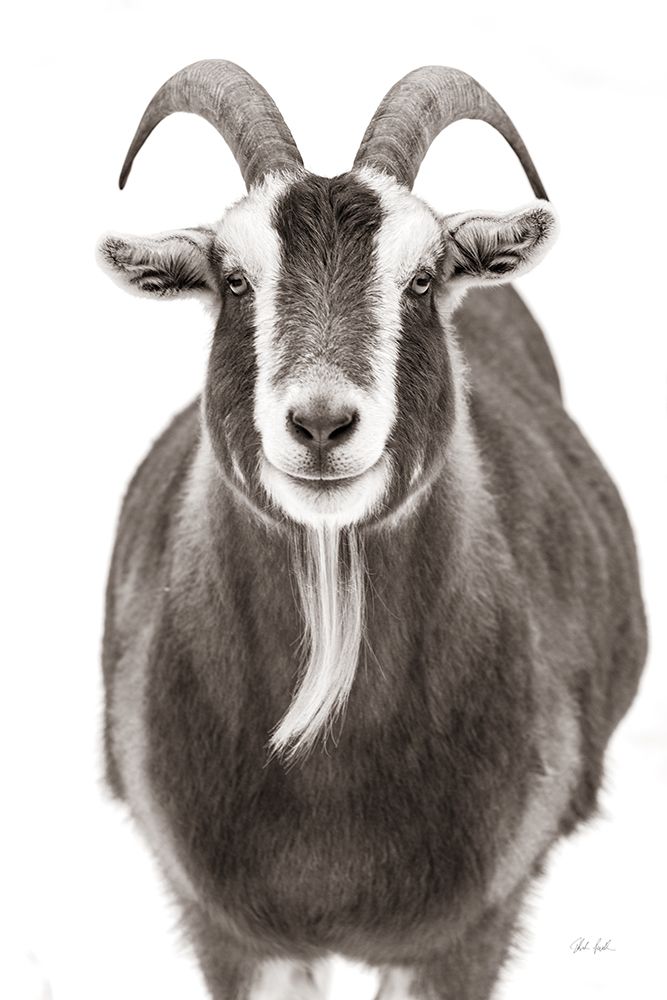 Billy Goats Gruff III art print by Deborah Revell for $57.95 CAD