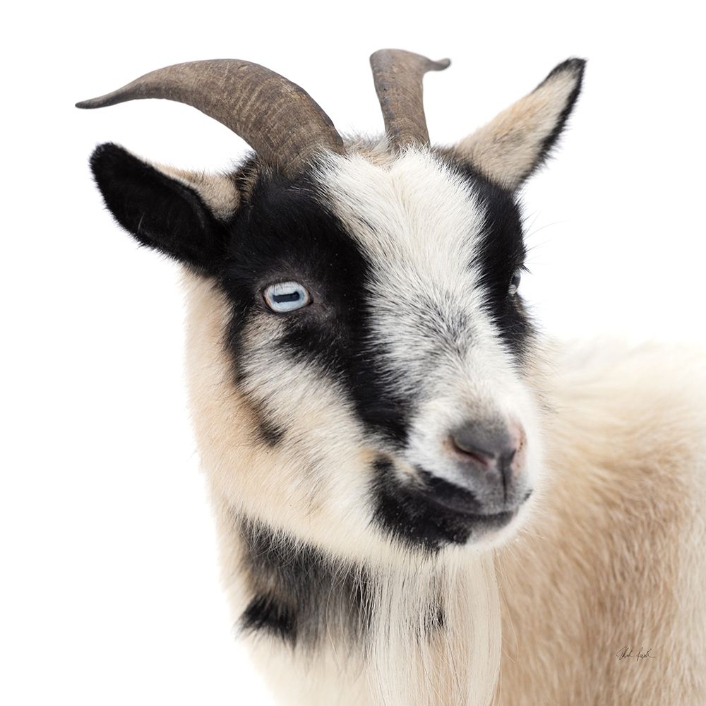Pippa the Goat I art print by Deborah Revell for $57.95 CAD