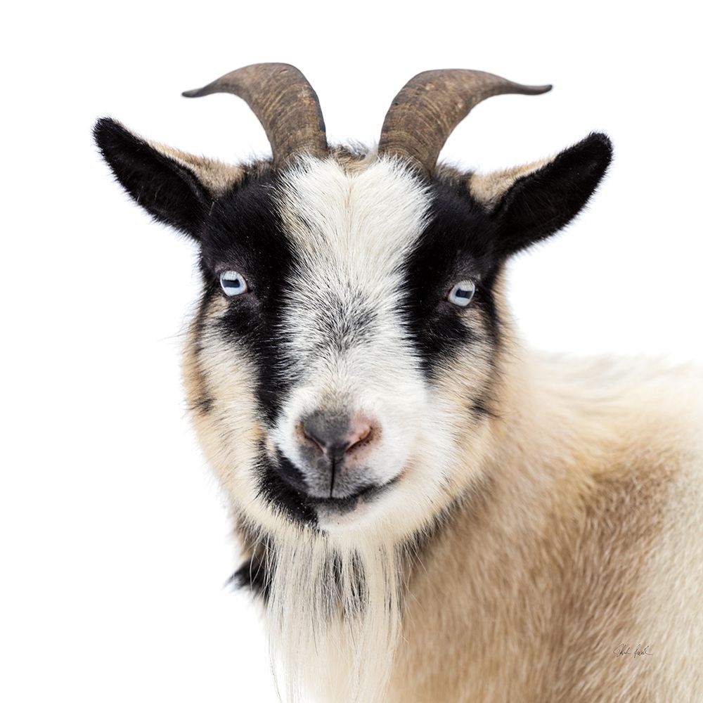 Pippa the Goat II art print by Deborah Revell for $57.95 CAD