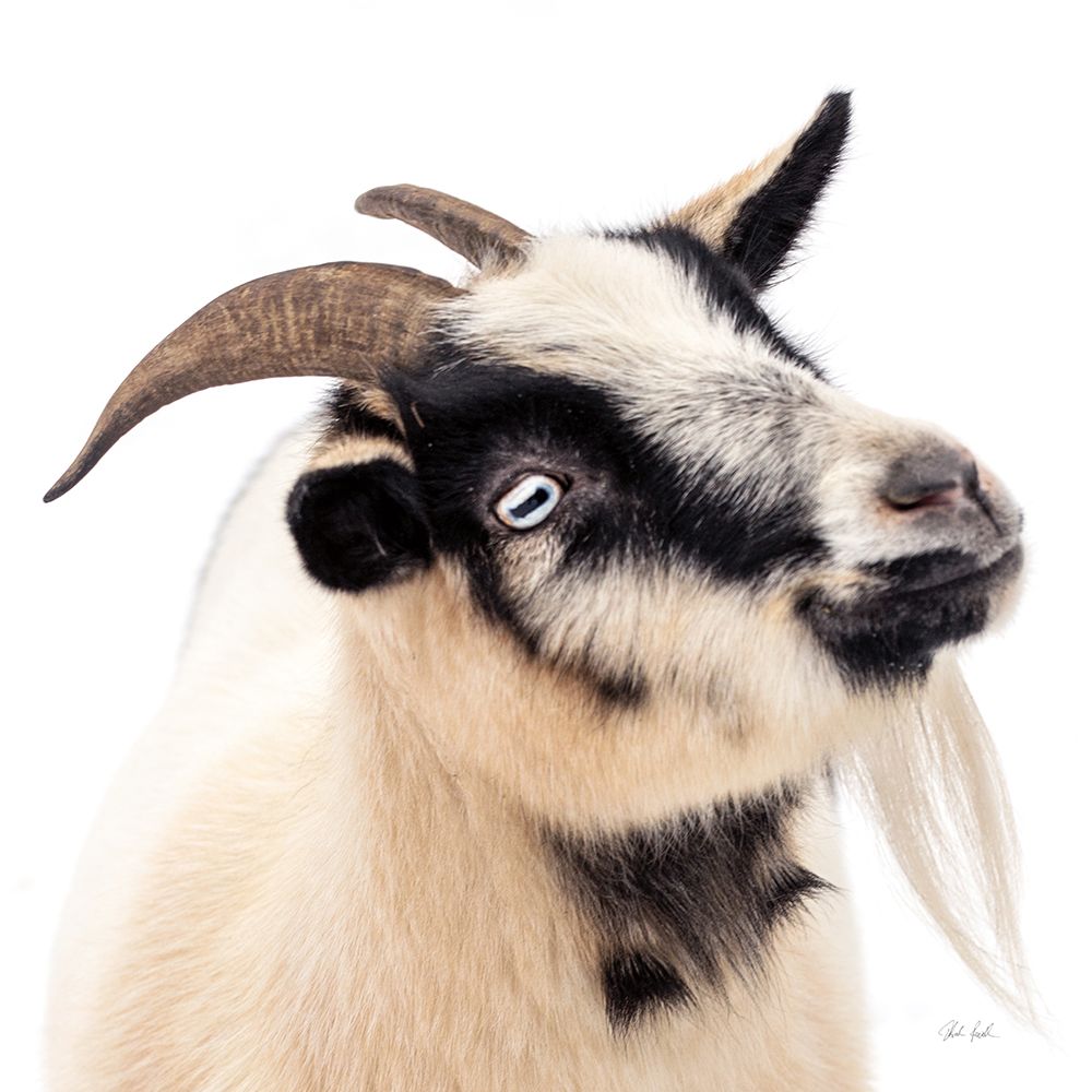 Pippa the Goat III art print by Deborah Revell for $57.95 CAD