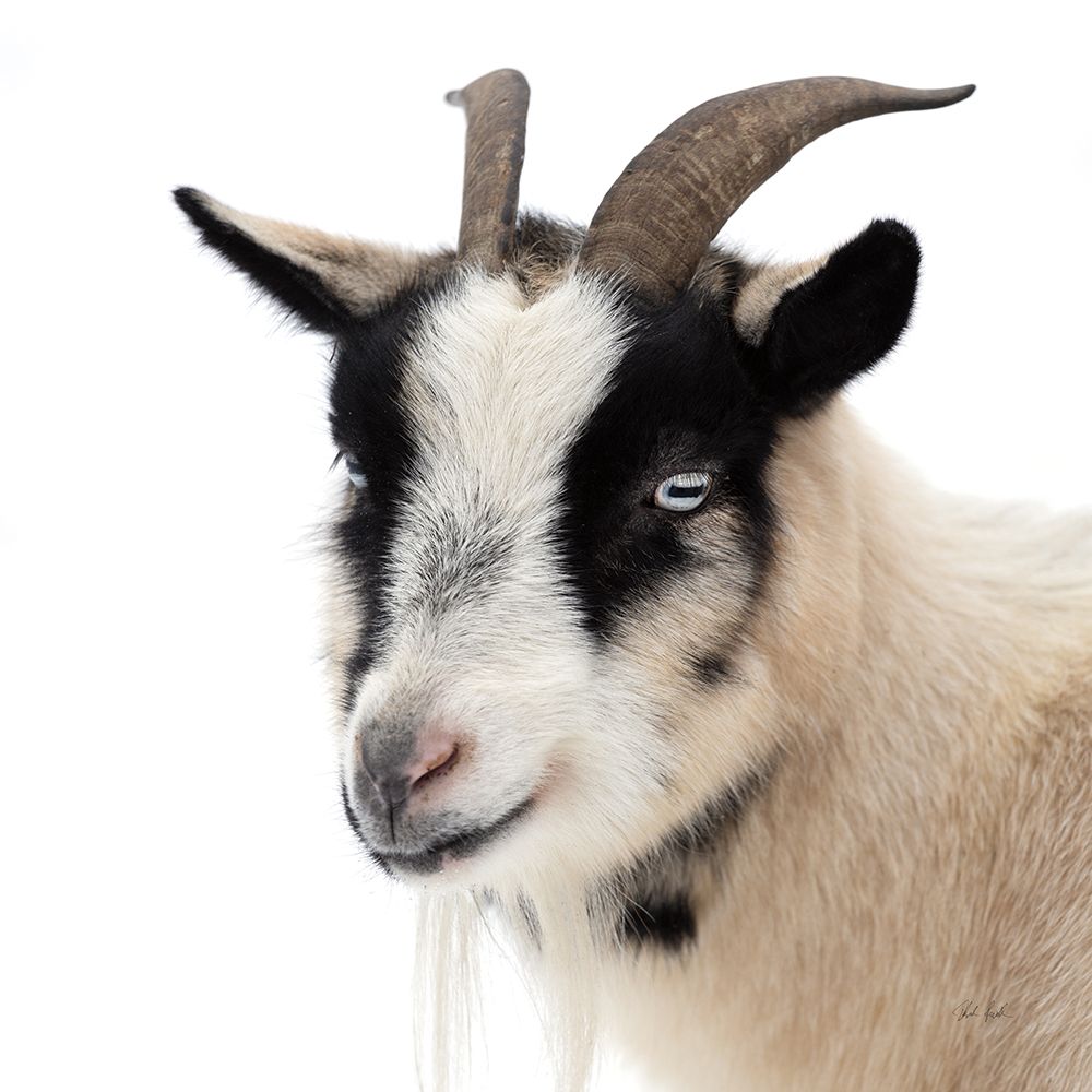 Pippa the Goat IV art print by Deborah Revell for $57.95 CAD