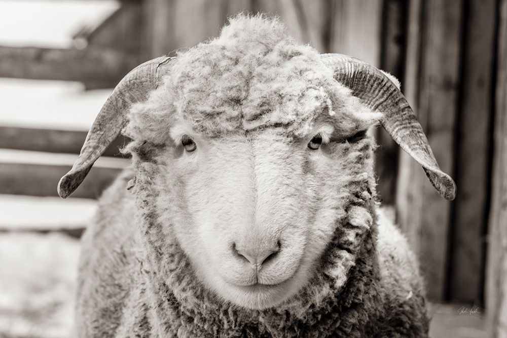 Barn Buddy I art print by Deborah Revell for $57.95 CAD