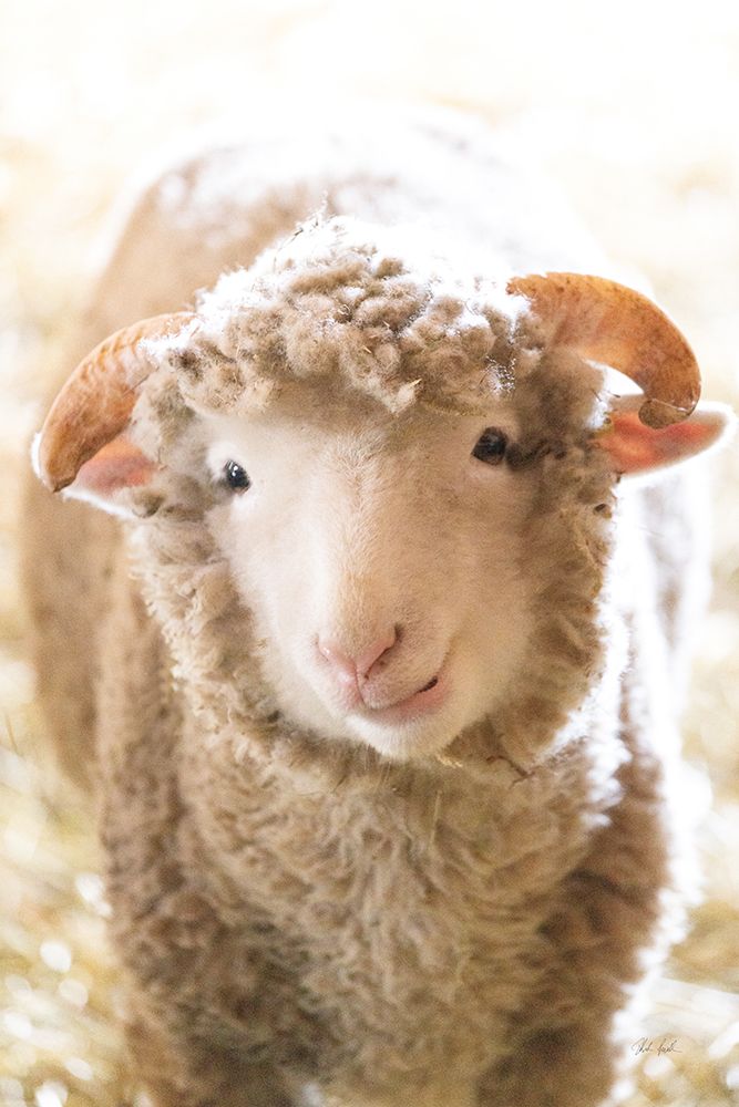 Little Lamb art print by Deborah Revell for $57.95 CAD