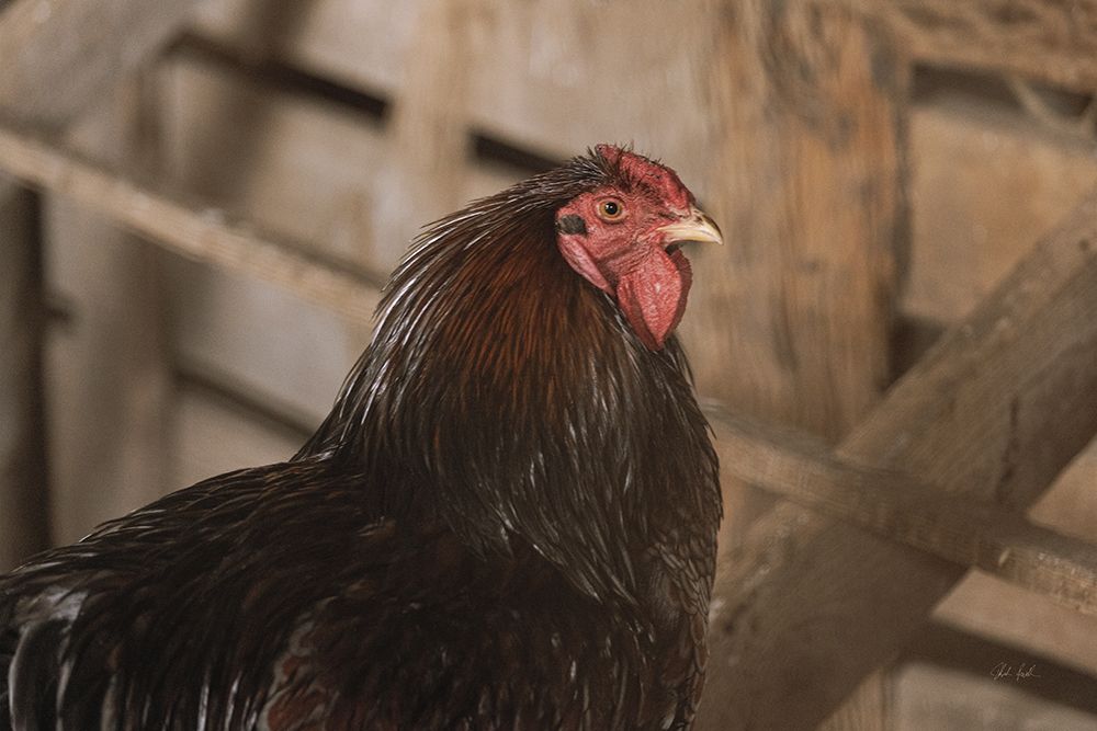Roost art print by Deborah Revell for $57.95 CAD
