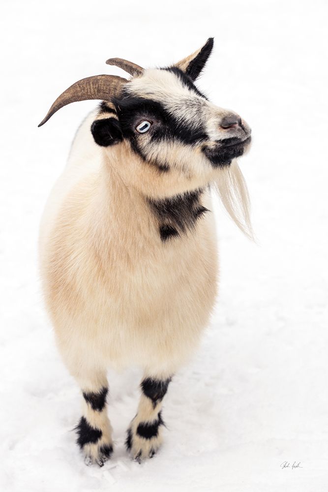 Two Little Goats I art print by Deborah Revell for $57.95 CAD