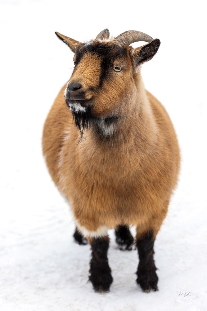 Two Little Goats II art print by Deborah Revell for $57.95 CAD