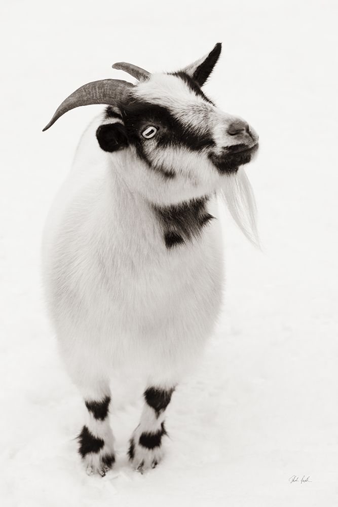 Two Little Goats I BW art print by Deborah Revell for $57.95 CAD