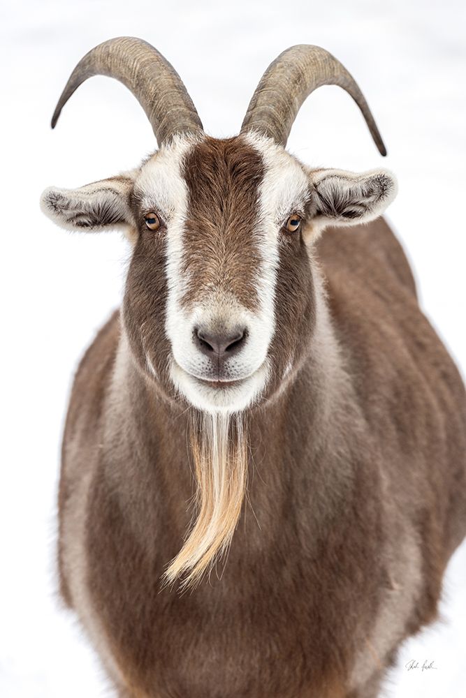 Susan the Goat art print by Deborah Revell for $57.95 CAD