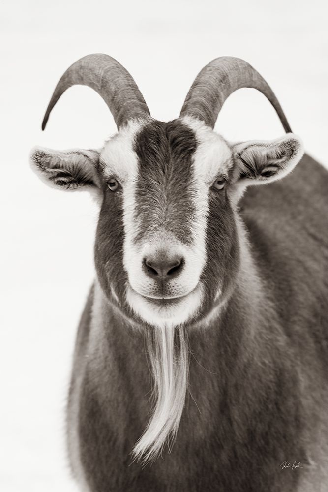 Susan the Goat BW art print by Deborah Revell for $57.95 CAD