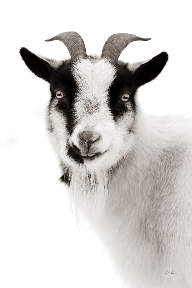 Pippa the Goat II BW art print by Deborah Revell for $57.95 CAD